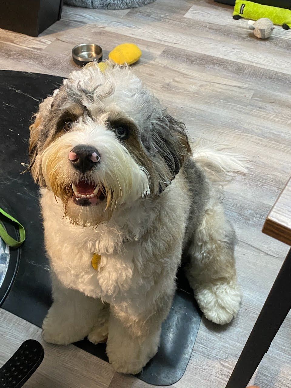 Dog2